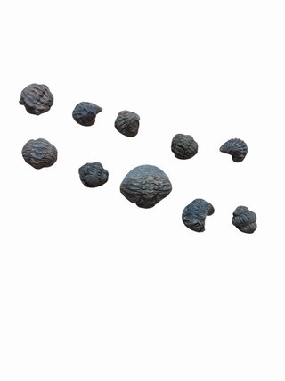 Mini Trilobites Fósiles