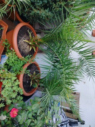 Plantas de exterior