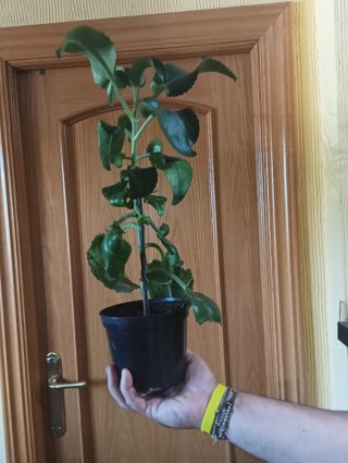 Planta Kalanchoe