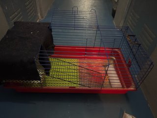 Jaula para cobaya o conejo enano con bebedero