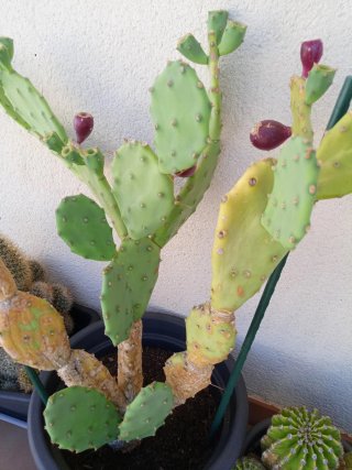 Cactus con higo morado