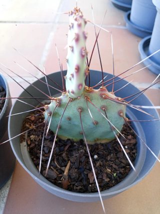 Opuntia Macrocentra Santa Rita Cactus