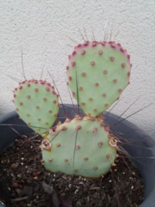 Opuntia Macrocentra Santa Rita Cactus