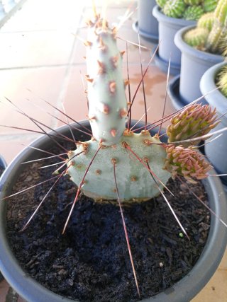 Opuntia Macrocentra Santa Rita Cactus
