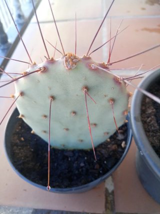 Opuntia Macrocentra Santa Rita Cactus
