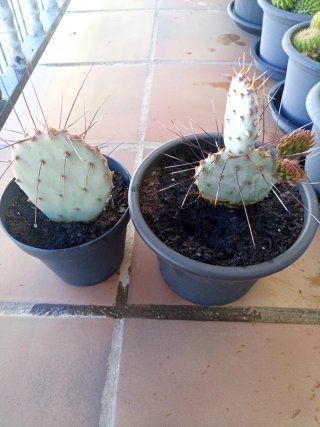 Opuntia Macrocentra Santa Rita Cactus