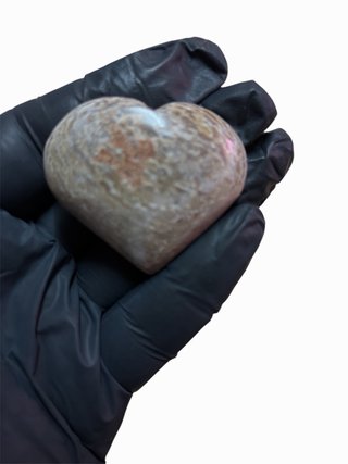 Corazón Fósil Dinosaurio Hueso