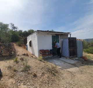 Terreno de olivos