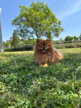 ¡Hola! Me ofrezco como paseadora de perros