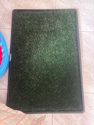 Inodoro hierba para perro