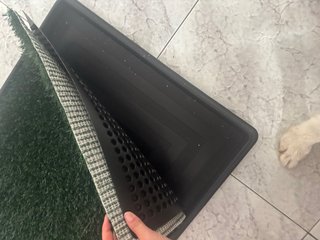 Inodoro hierba para perro