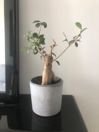 Bonsái con maceta gris
