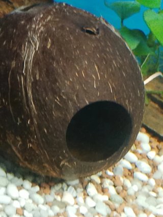 Coco para acuario
