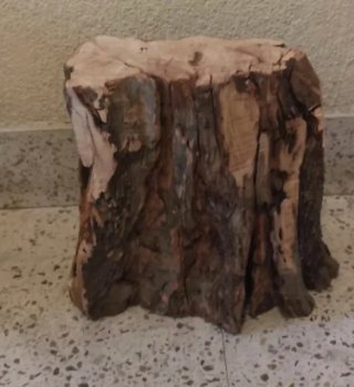 Tronco de olivo decorativo