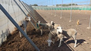 Ovejas de 7 meses