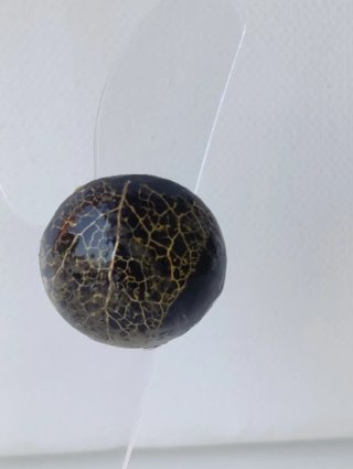 Anello Linfa Vitale - Nero e Oro