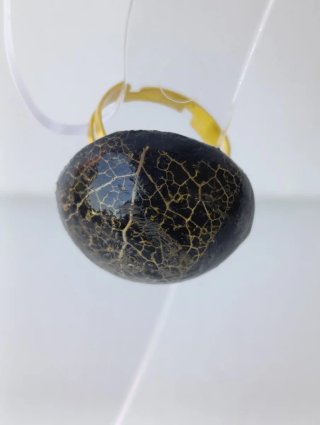 Anello Linfa Vitale - Nero e Oro