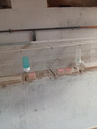 Jaulas para canarios 1m, 90cm, 40cm y 6cm