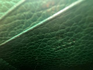 Borsetta Gucci Dionysus Pelle Verde