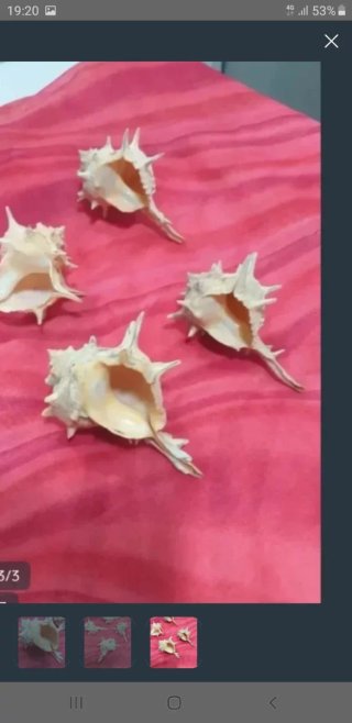 4 Caracolas de Mar Nuevas