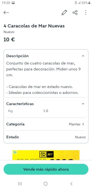 4 Caracolas de Mar Nuevas