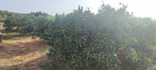Terreno con almacén agrícola 60m²