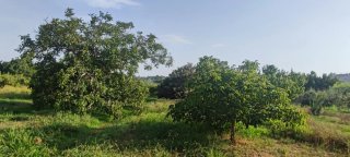 Terreno con almacén agrícola 60m²