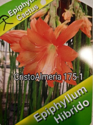 5 Esquejes Epiphyllum con raíces