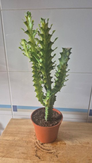 Euphorbia láctea variegada