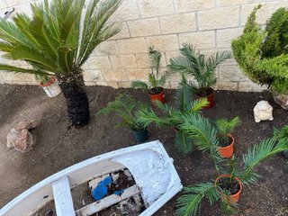 Planta Cica en maceta