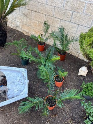 Planta Cica en maceta