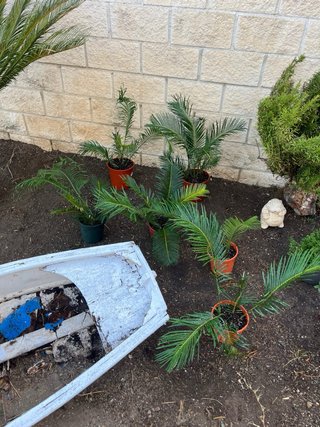 Planta Cica en maceta