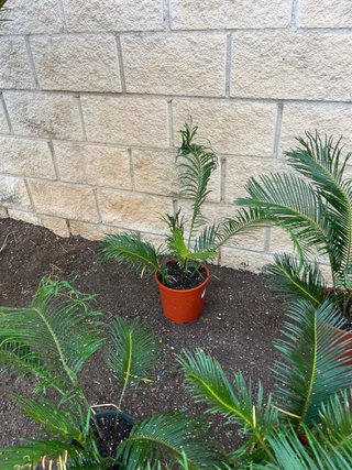 Planta Cica en maceta