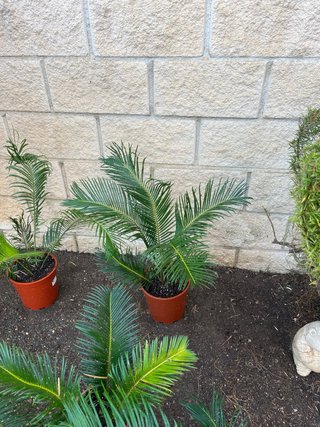 Planta Cica en maceta