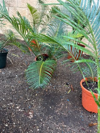 Planta Cica en maceta