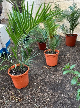 Planta Cica en maceta