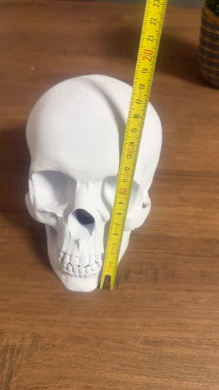 Craneo humano decorativo
