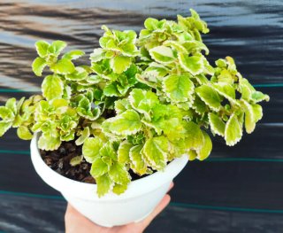 Planta aromática incienso