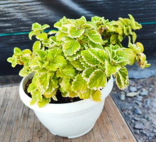 Planta aromática incienso