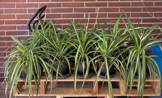 Planta “Cinta” PURIFICADOR DE AIRE Y SALUDABLE