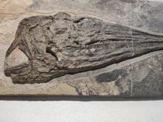 Cráneo de Ictiosaurio en Matriz