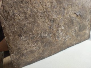 Cráneo de Ictiosaurio en Matriz