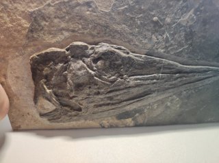 Cráneo de Ictiosaurio en Matriz
