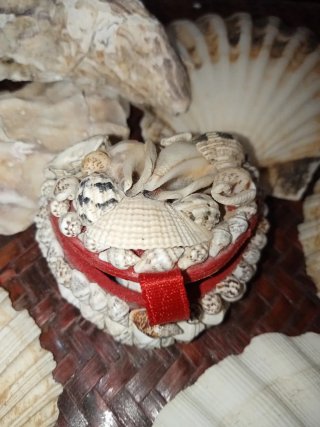 Portagioie conchiglie e anello conchiglia