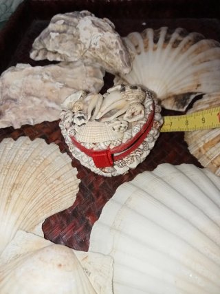 Portagioie conchiglie e anello conchiglia