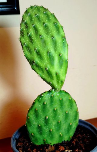 Planta.Opuntia "Green Shadows".