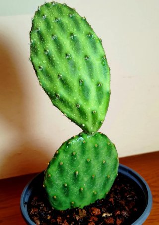 Planta.Opuntia "Green Shadows".