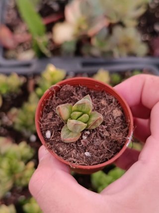Suculentas crassula ben variegata