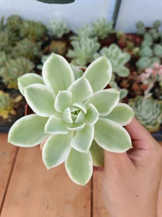 Suculentas Echeveria lemon rose variegada