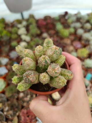 Suculentas euphorbia pseudoglobosa variegata